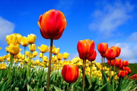 2012-5-24滝上・上湧別・サロマ 088.jpg